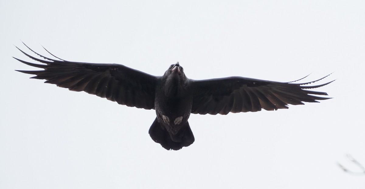 Common Raven - Bernard Rodrigue