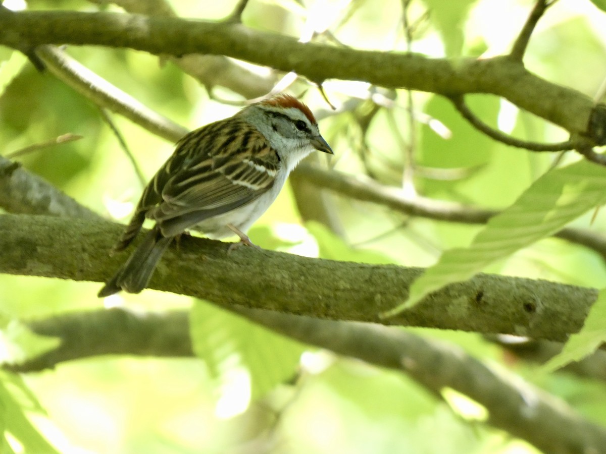 Chipping Sparrow - grace c