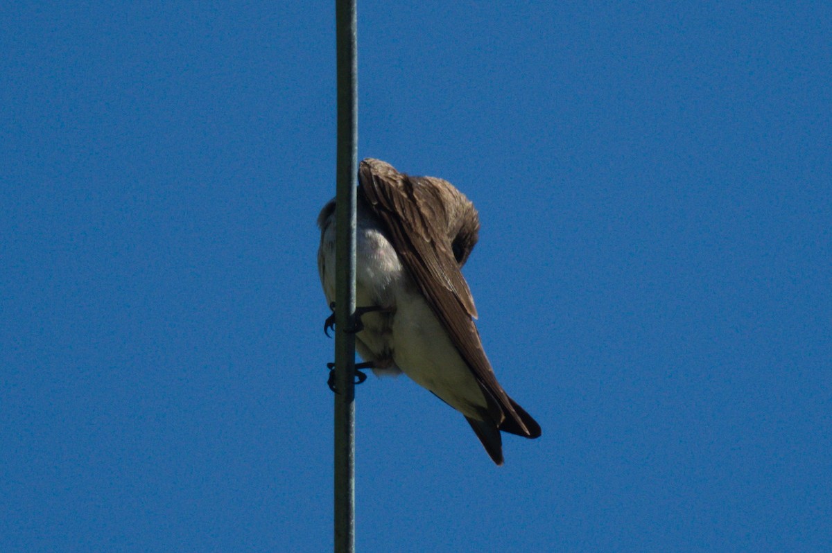 Northern Rough-winged Swallow - ML618106607