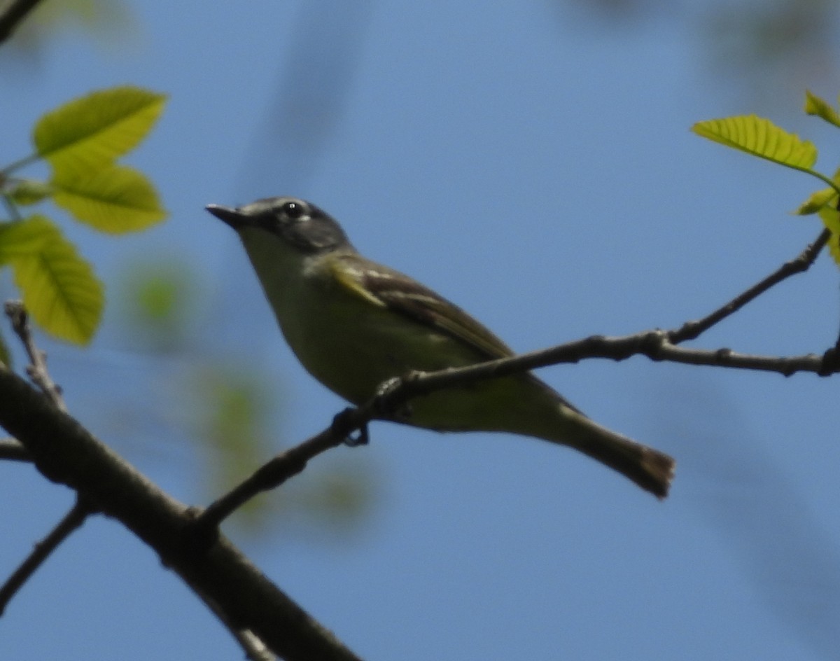 Blue-headed Vireo - Fannie Courtier