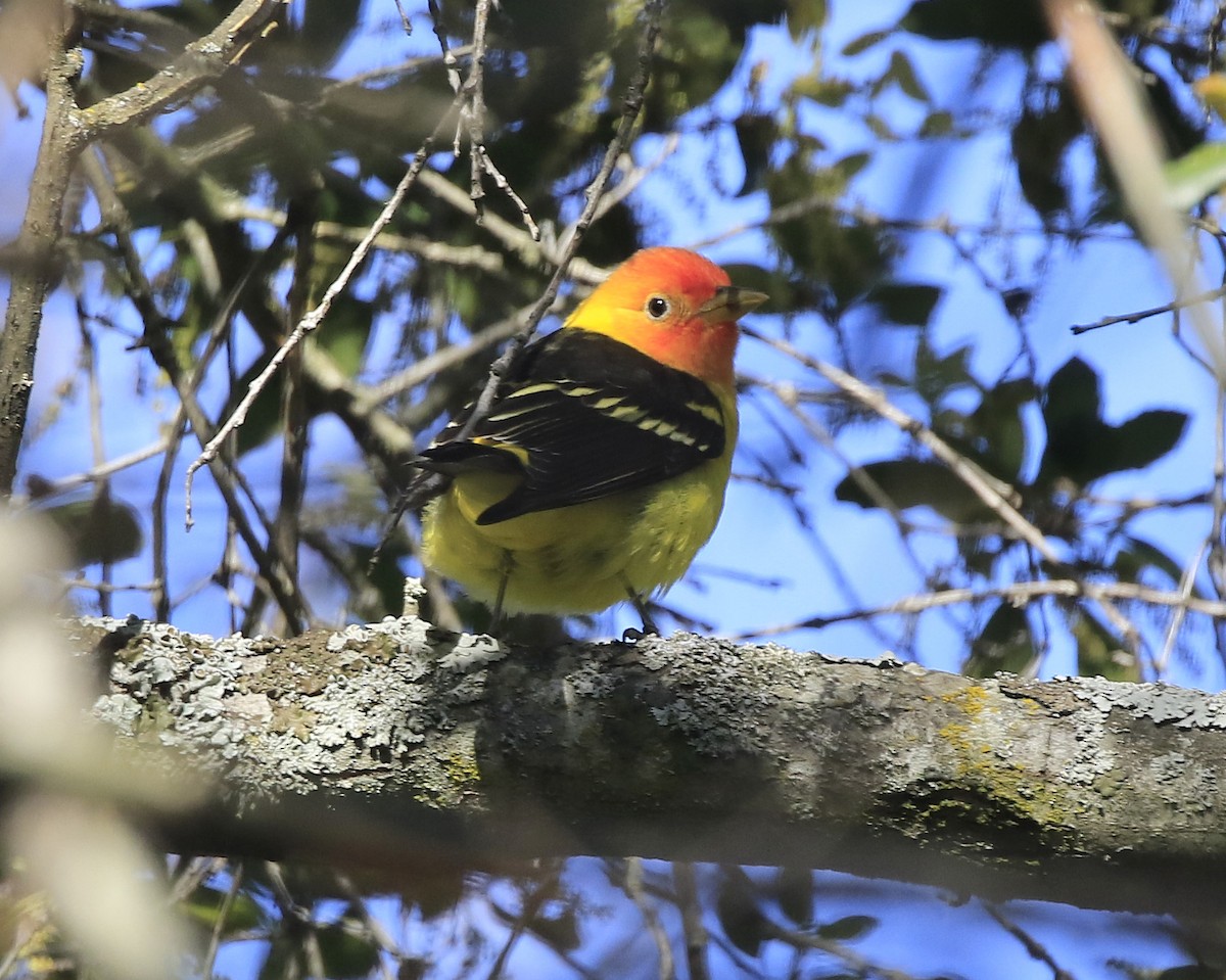 Western Tanager - ML618106682