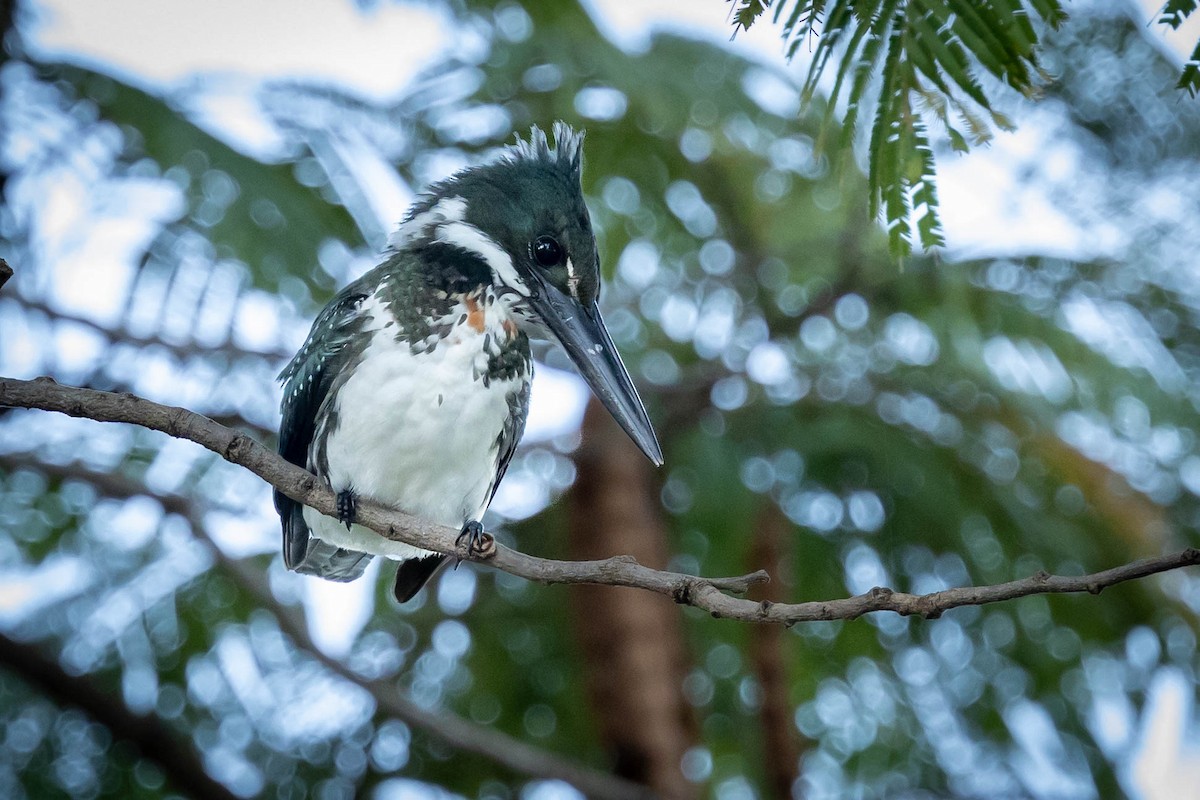 Amazon Kingfisher - Fernando Calmon