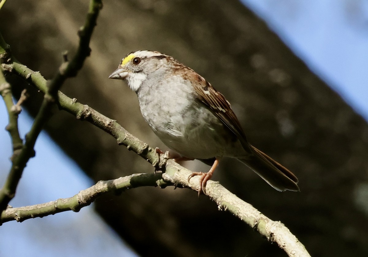White-throated Sparrow - Rand Quinn