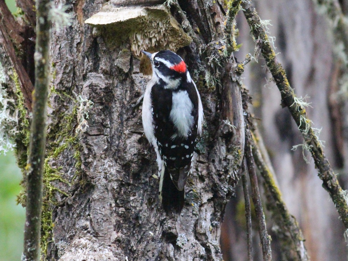 Downy Woodpecker - Kyle Eckland