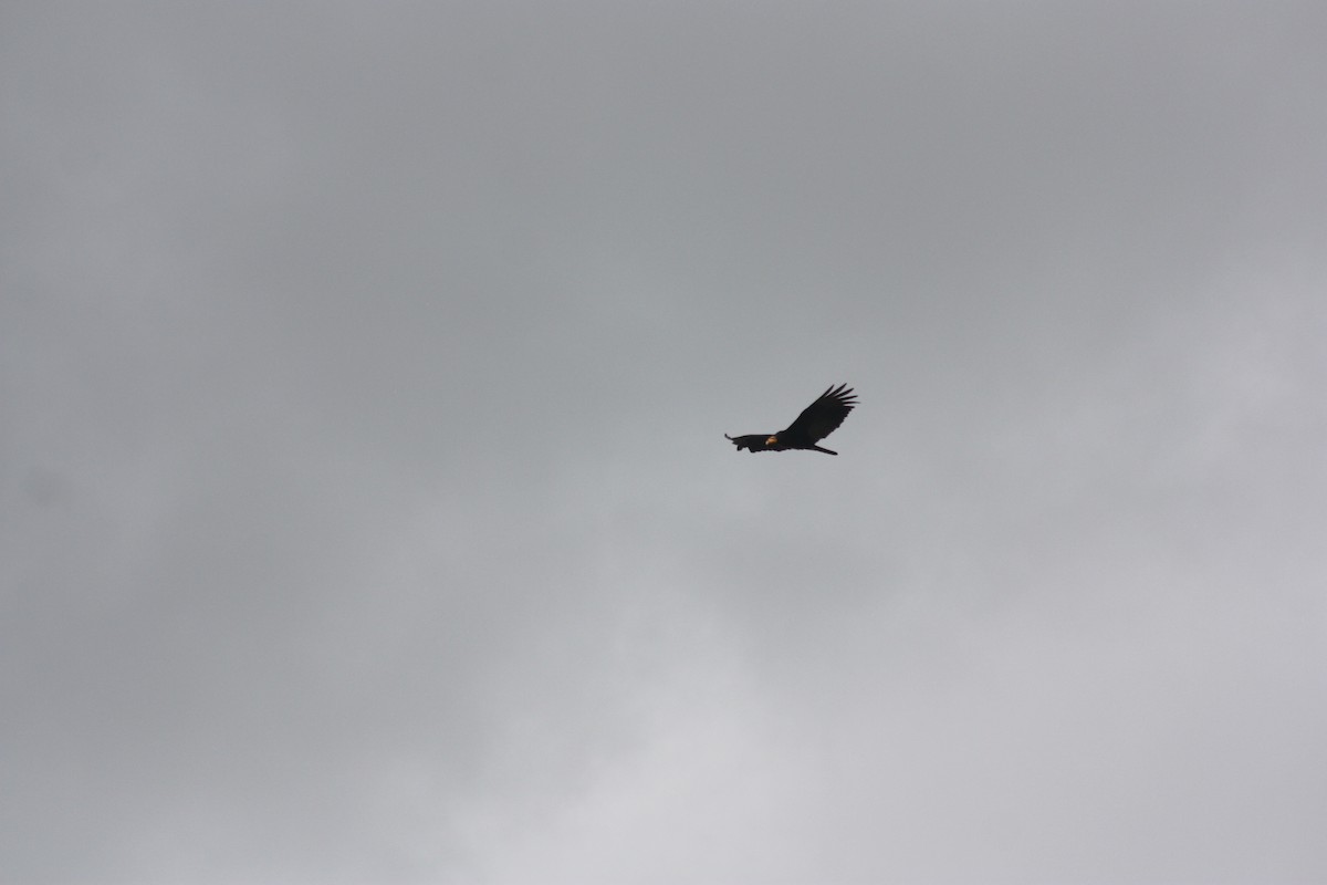 Greater Yellow-headed Vulture - ML618106741