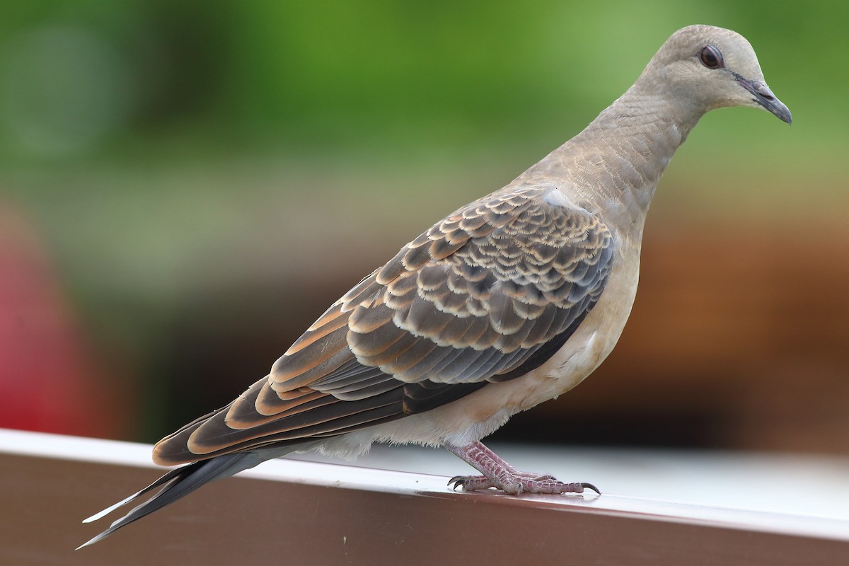 Oriental Turtle-Dove - Meng-Chieh (孟婕) FENG (馮)