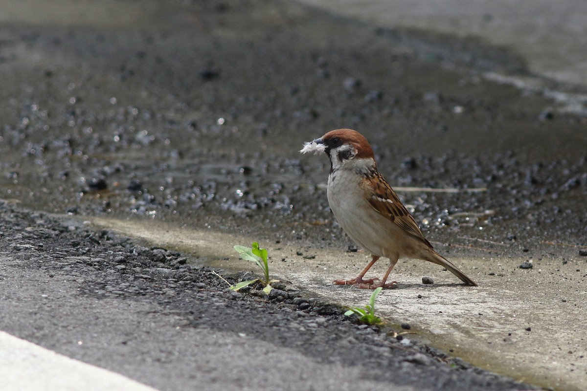 Eurasian Tree Sparrow - ML618106786