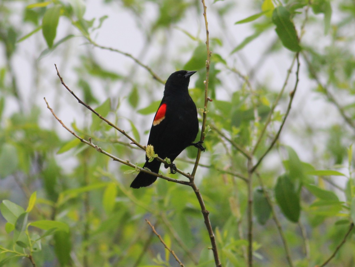 Red-winged Blackbird - Kyle Eckland