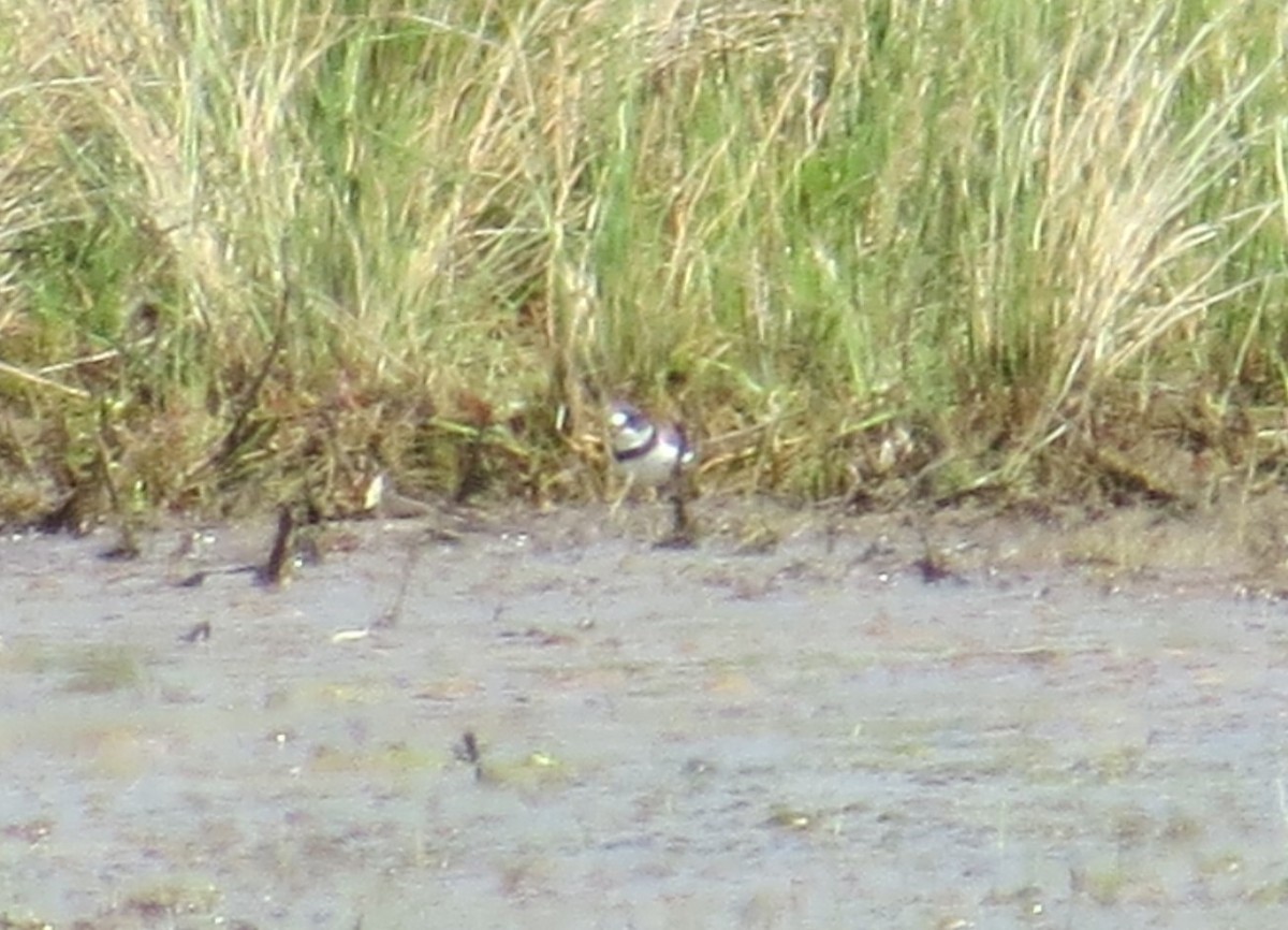 Semipalmated Plover - ML618106825