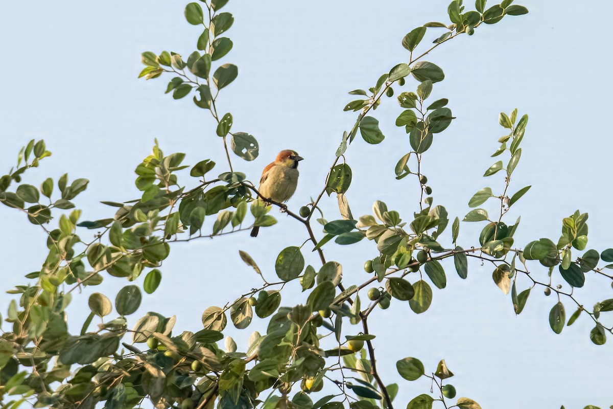 Plain-backed Sparrow - Dominic More O’Ferrall
