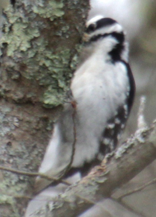 Hairy Woodpecker (Eastern) - ML618106926
