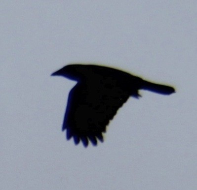 American Crow - ML618106936