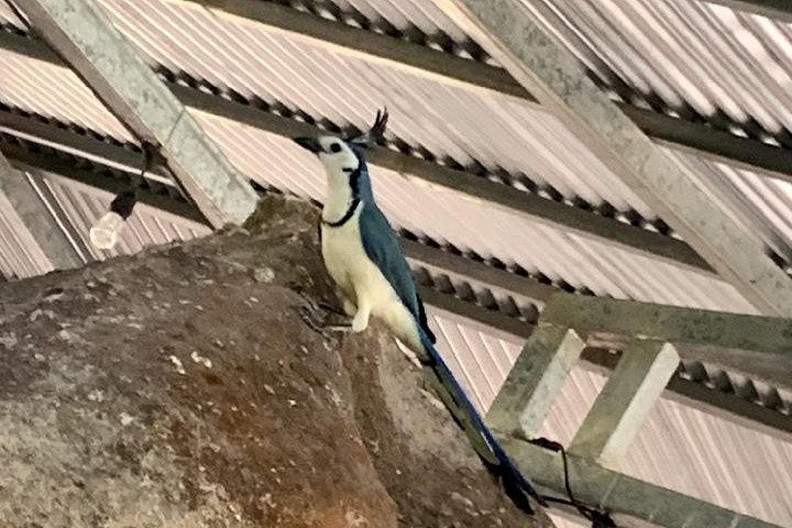 White-throated Magpie-Jay - ML618106954