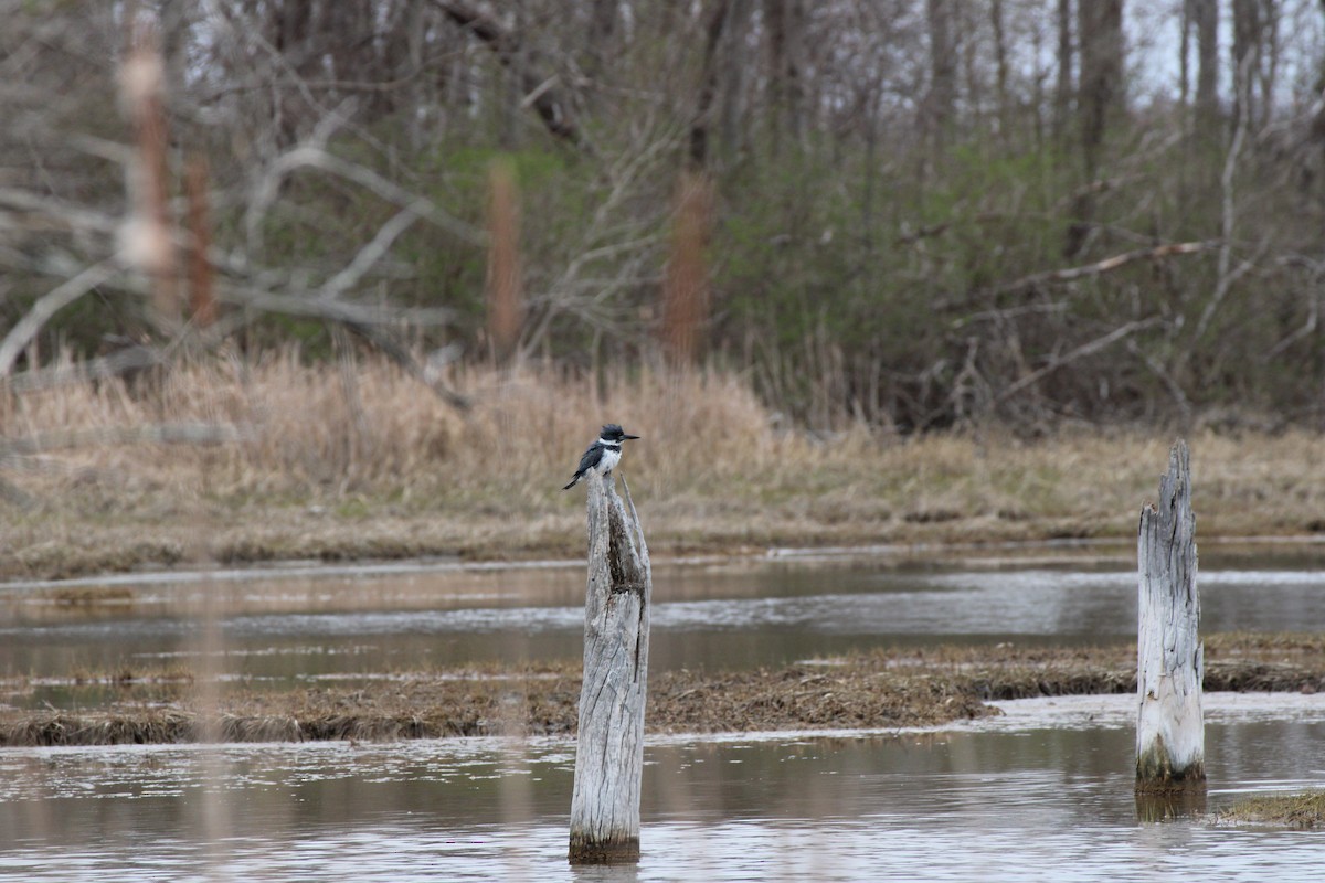 Belted Kingfisher - ML618106969