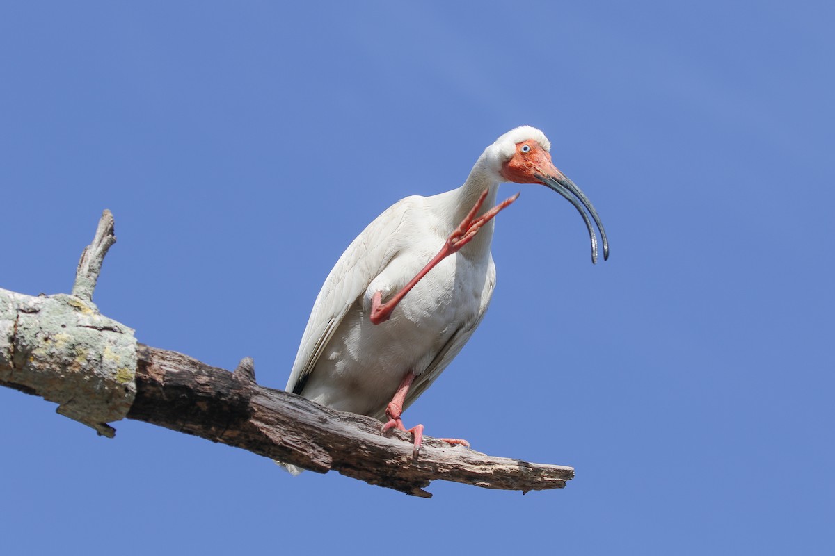 ibis bílý - ML618106981