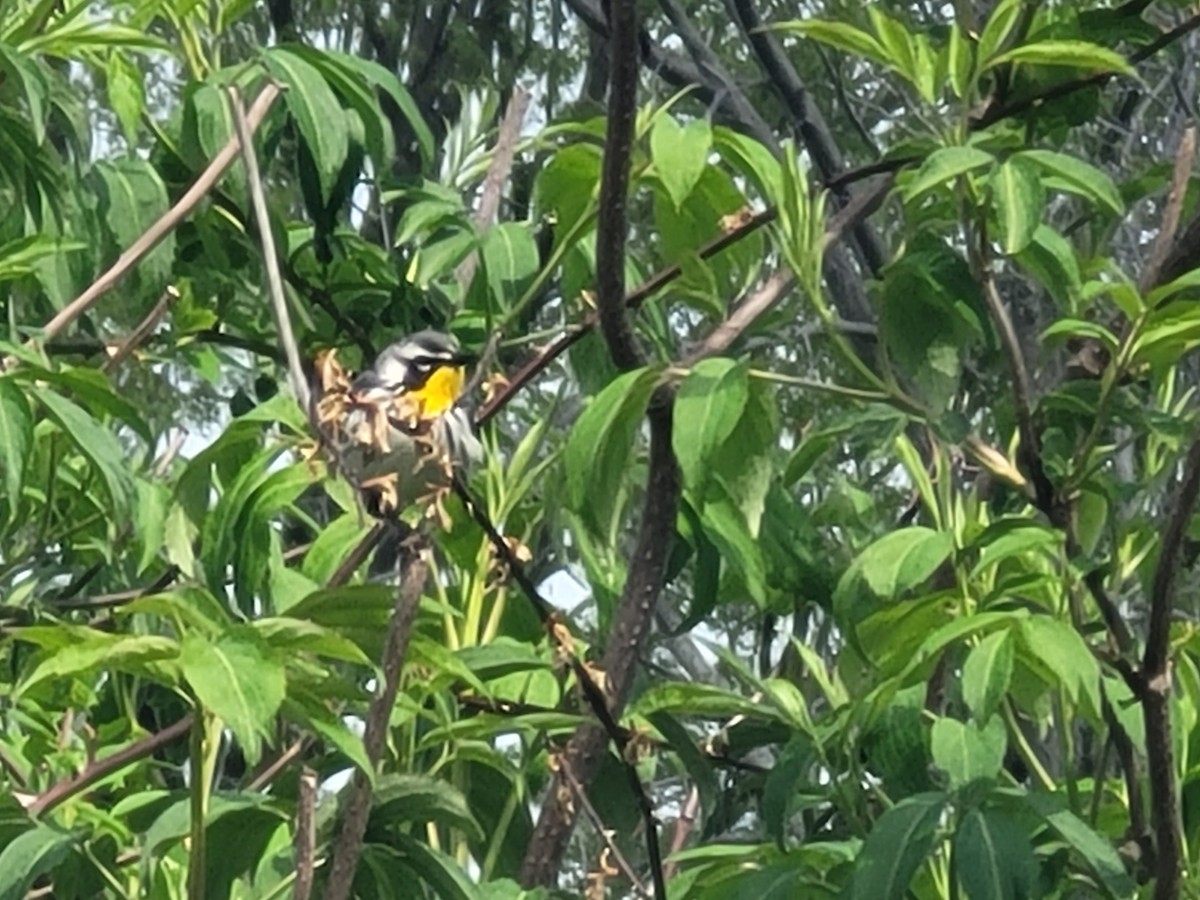Yellow-throated Warbler - ML618106998