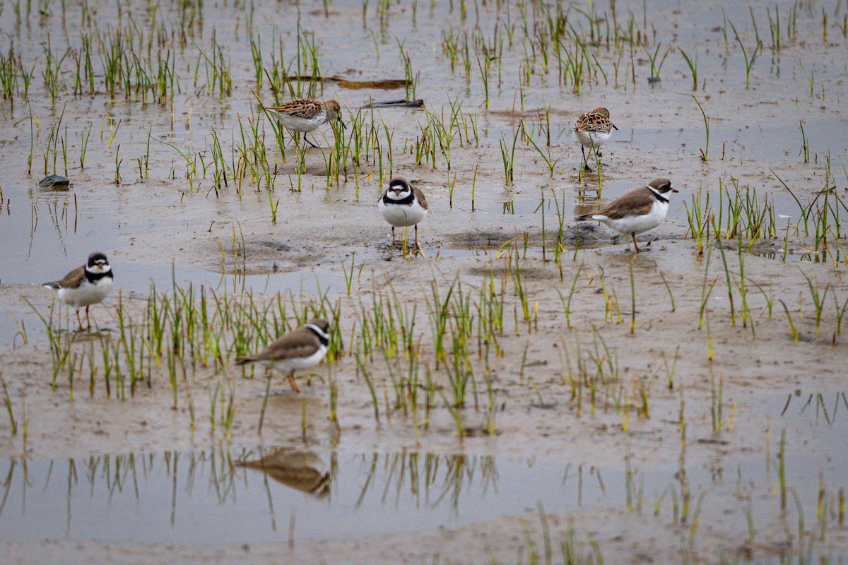 Semipalmated Plover - ML618107001