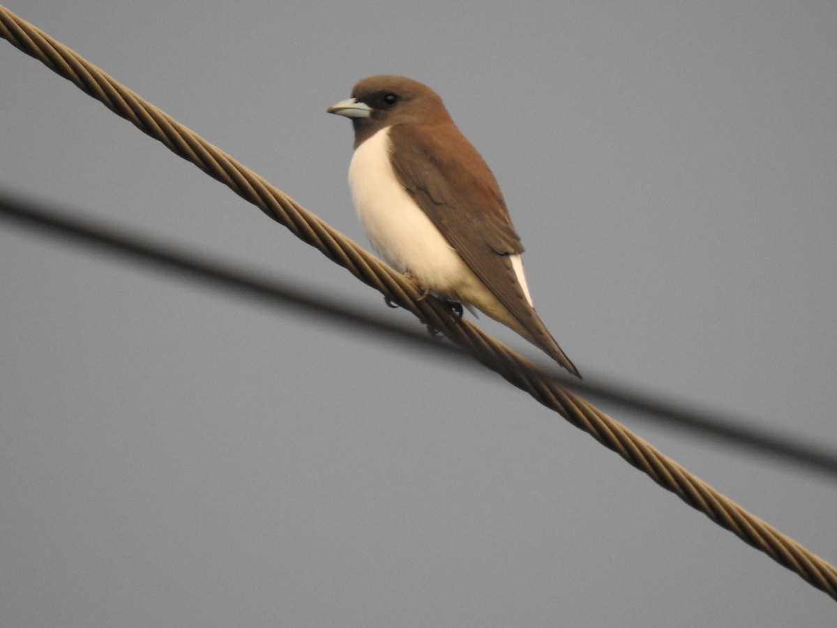 White-breasted Woodswallow - ML618107010