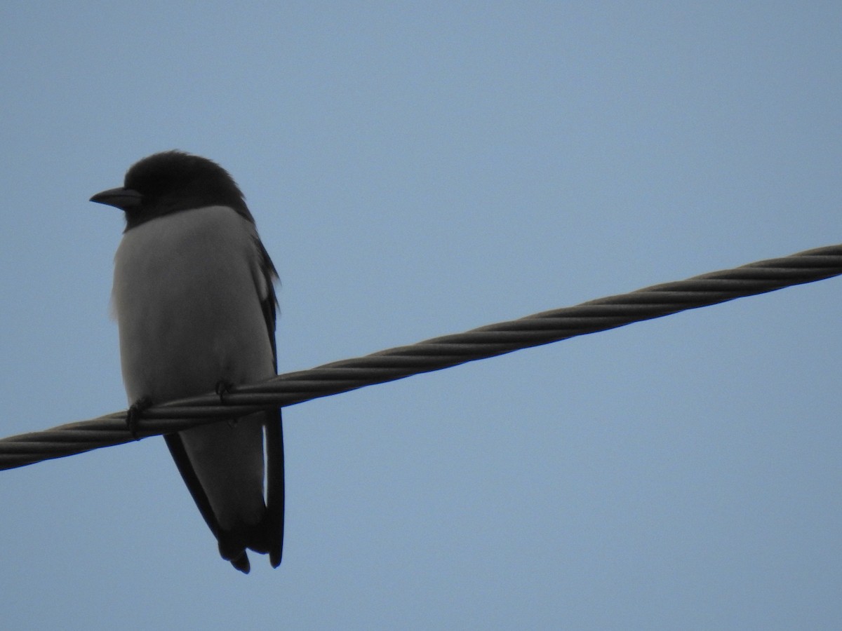 White-breasted Woodswallow - ML618107019