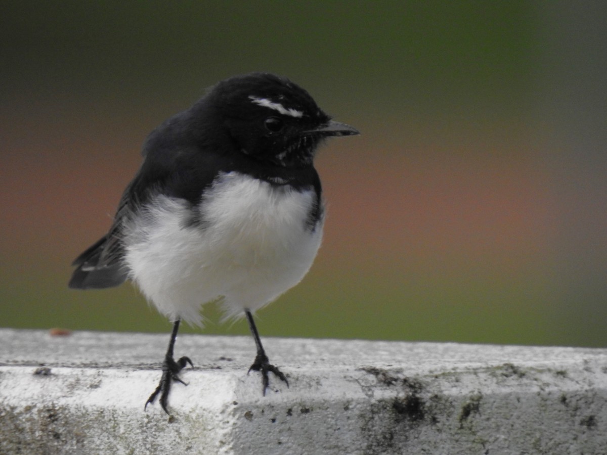 Willie-wagtail - ML618107024