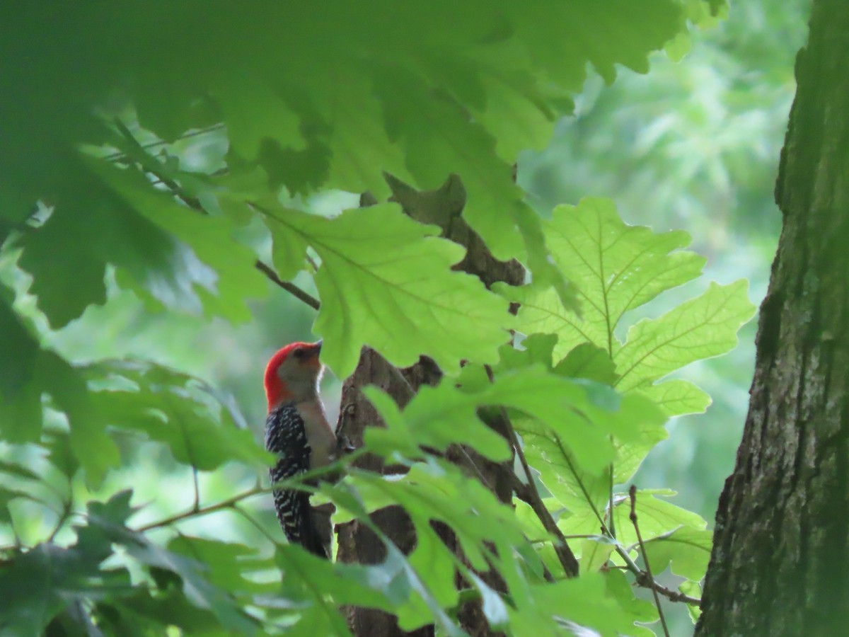 Red-bellied Woodpecker - Angie Davis