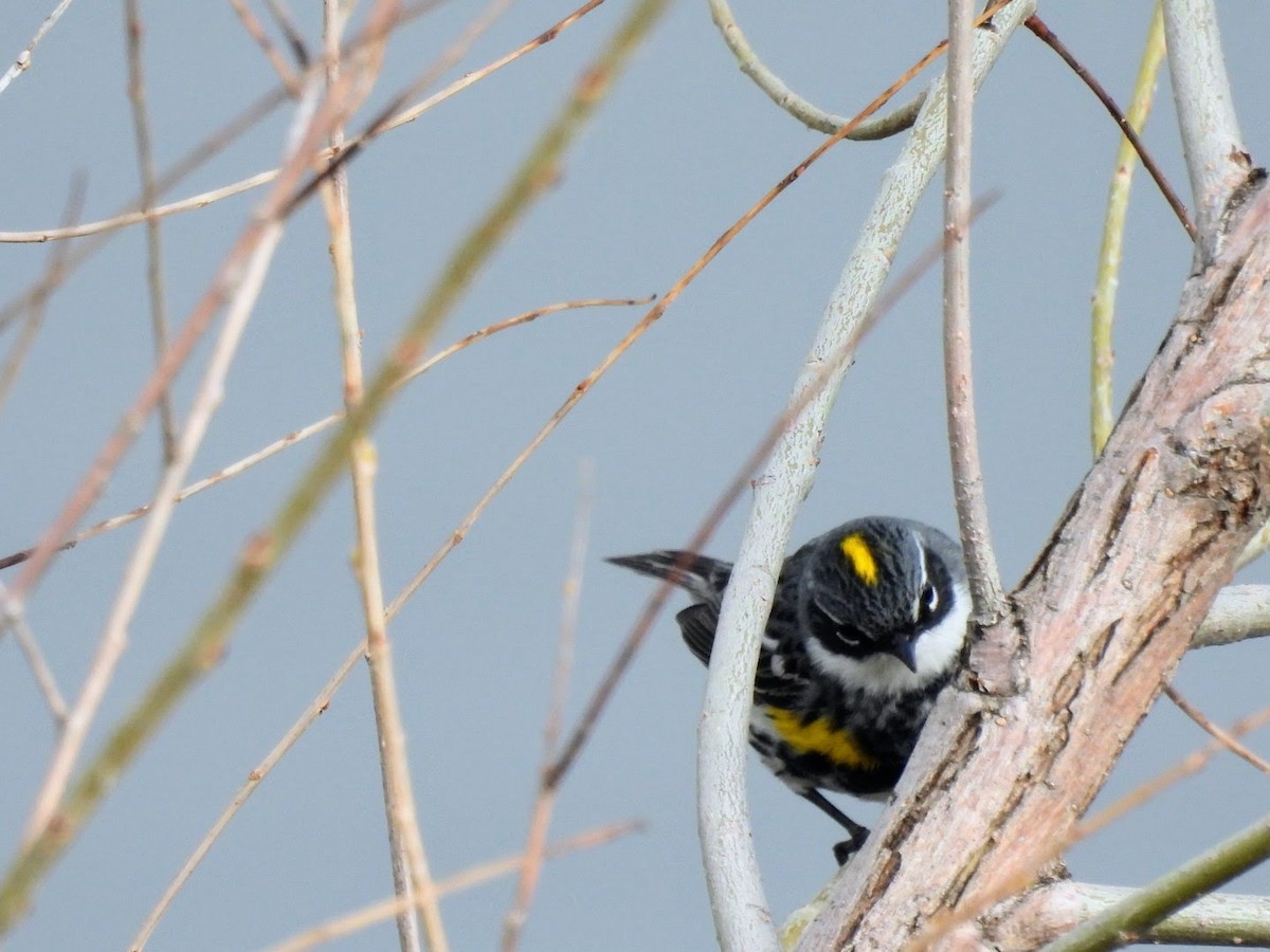Yellow-rumped Warbler (Myrtle) - patricia kuzma sell