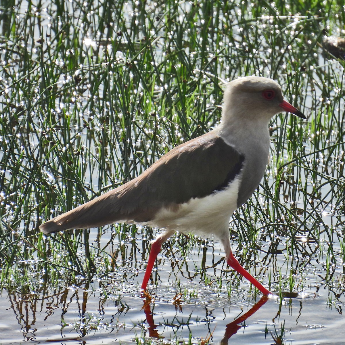 Andean Lapwing - ML618107075