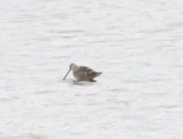 Long-billed Dowitcher - ML618107076
