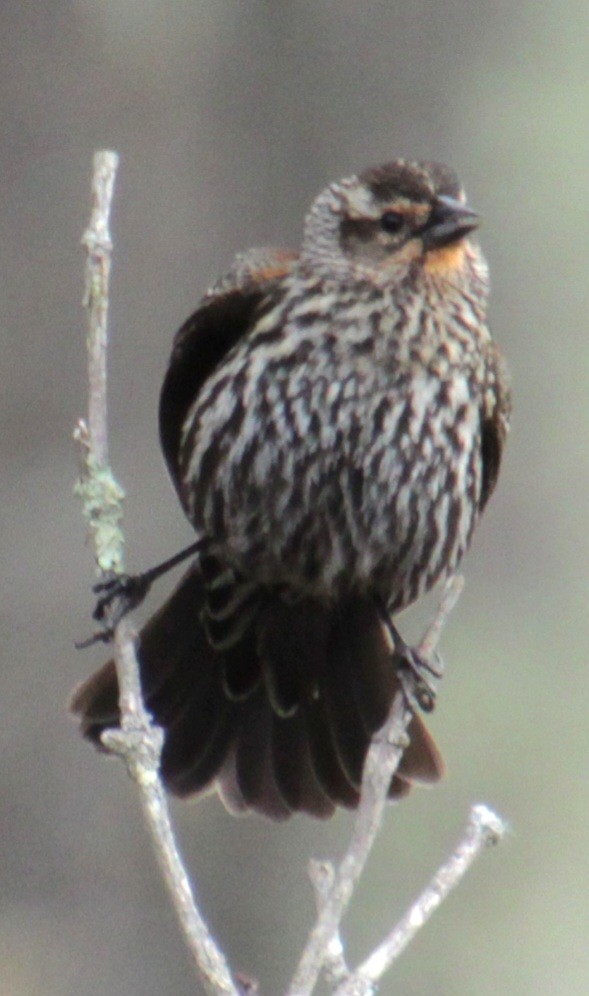 Red-winged Blackbird (Red-winged) - ML618107085