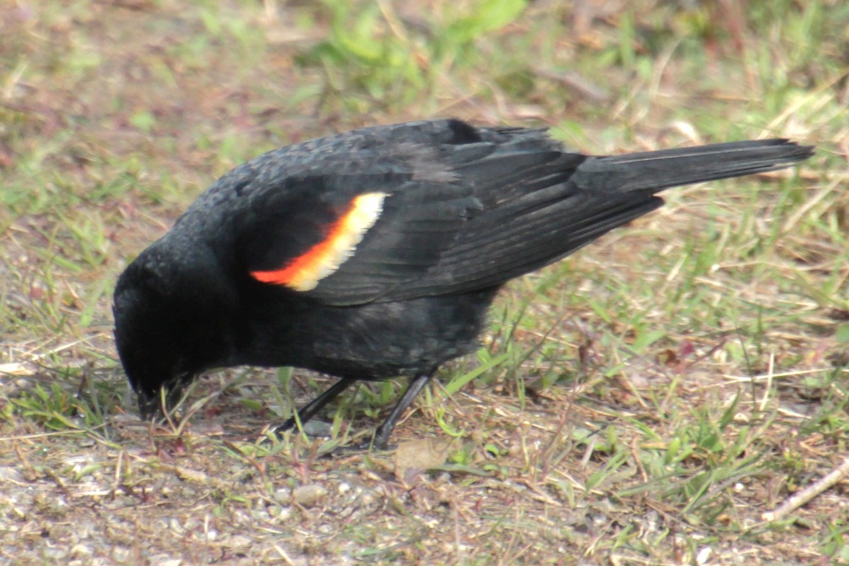 Red-winged Blackbird (Red-winged) - ML618107086