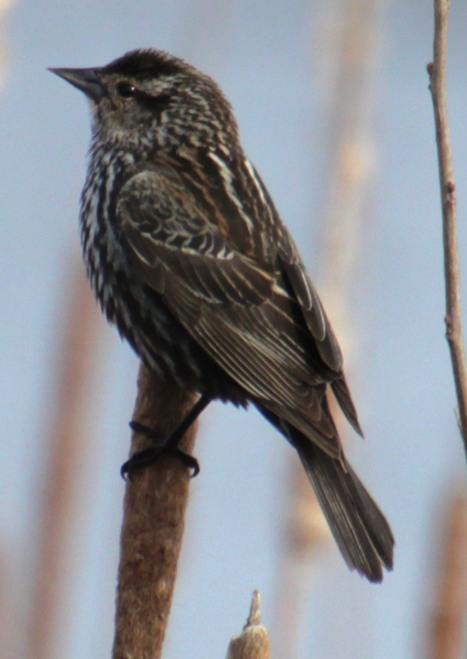Red-winged Blackbird (Red-winged) - ML618107087