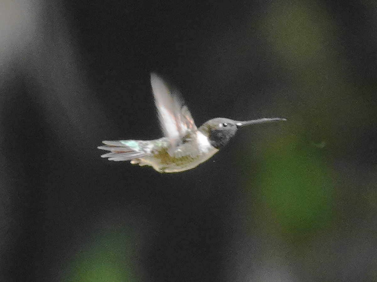 Black-chinned Hummingbird - ML618107112