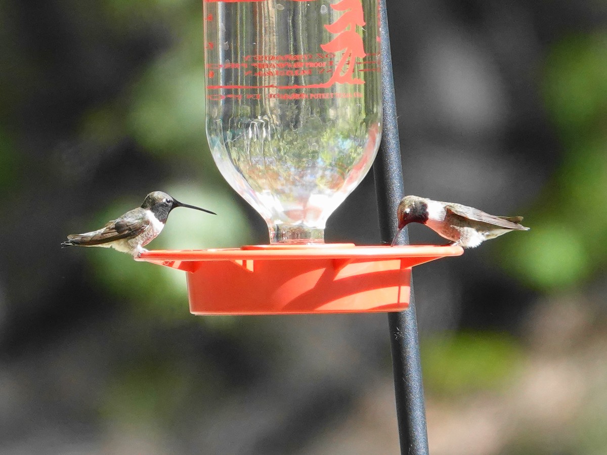 Black-chinned Hummingbird - ML618107113