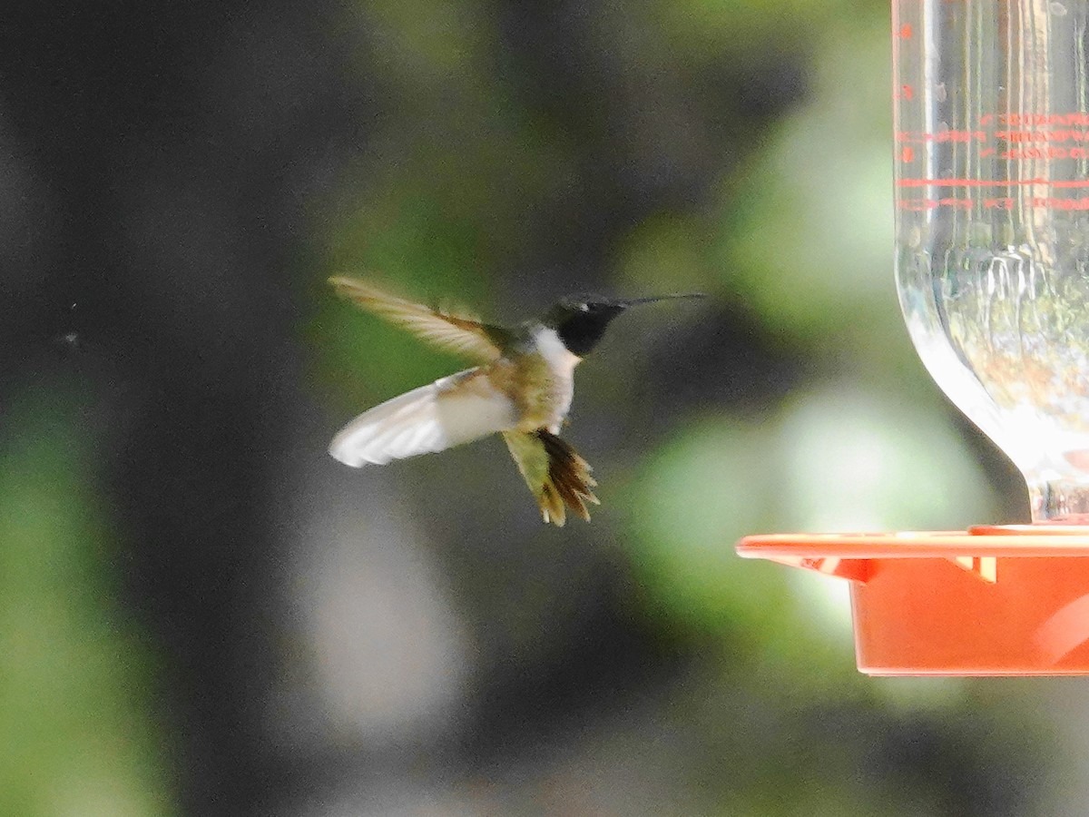 Black-chinned Hummingbird - ML618107114