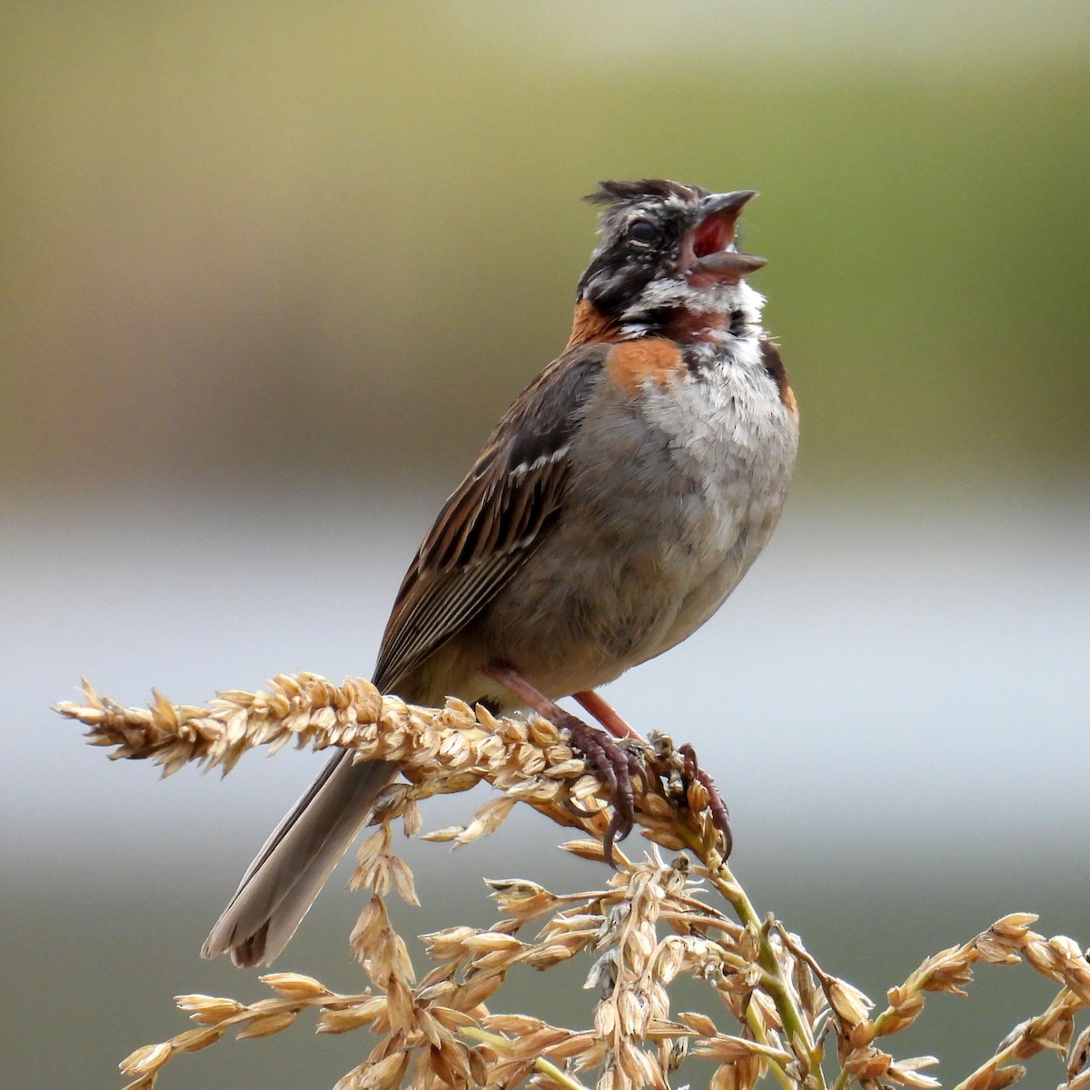 Rufous-collared Sparrow - ML618107150