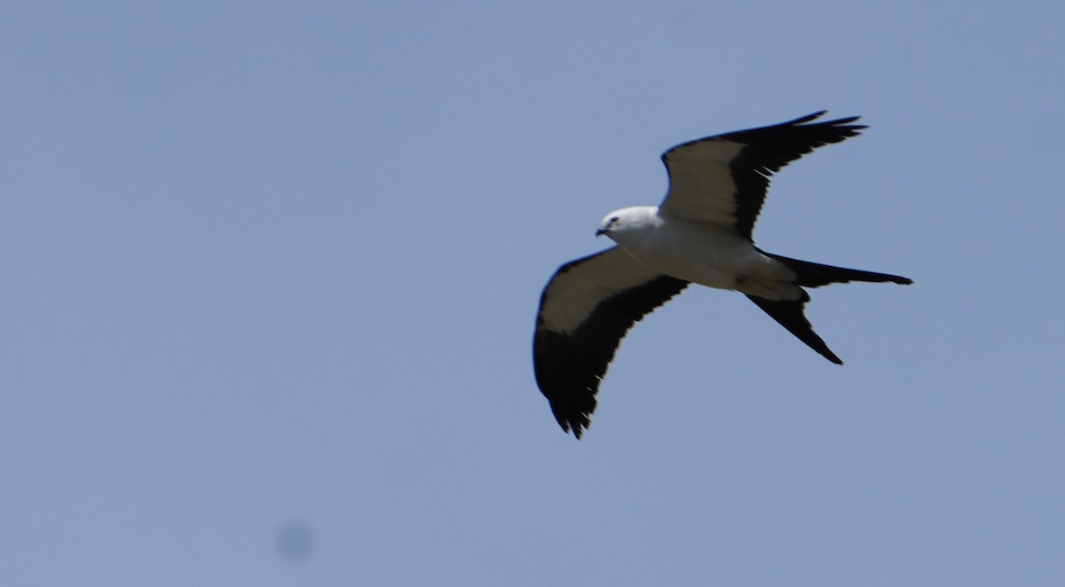 Swallow-tailed Kite - ML618107151