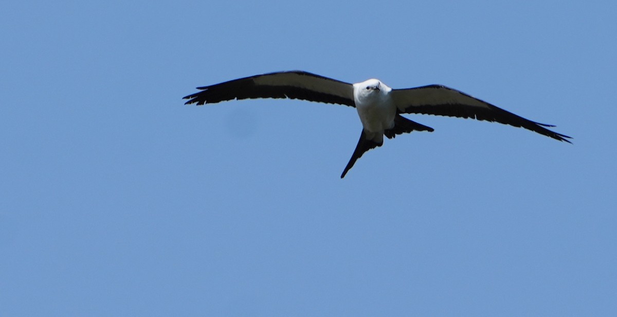 Swallow-tailed Kite - Nevine Jacob