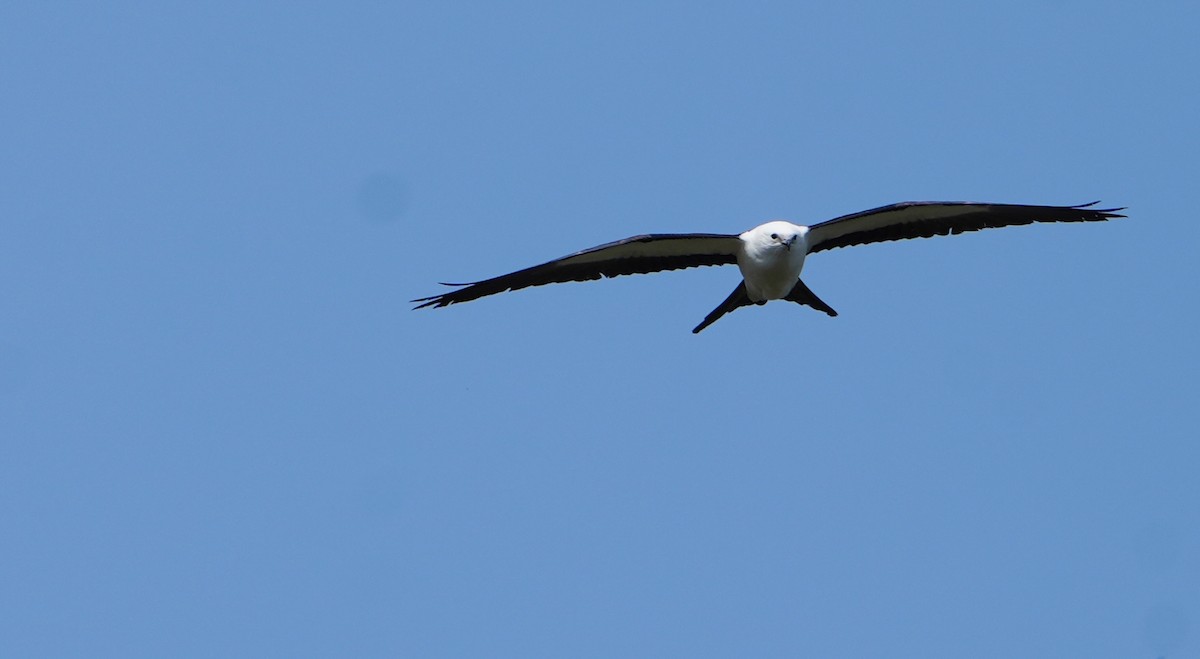 Swallow-tailed Kite - Nevine Jacob