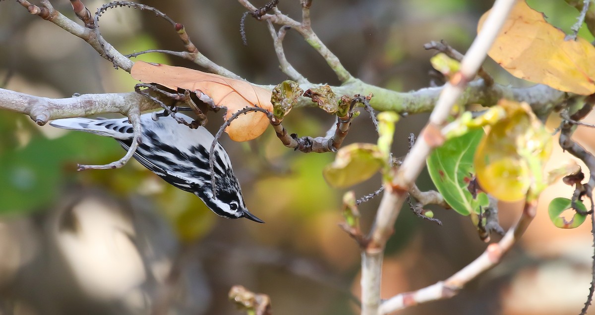 Black-and-white Warbler - ML618107156