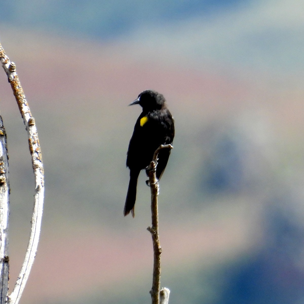 Yellow-winged Blackbird - ML618107176
