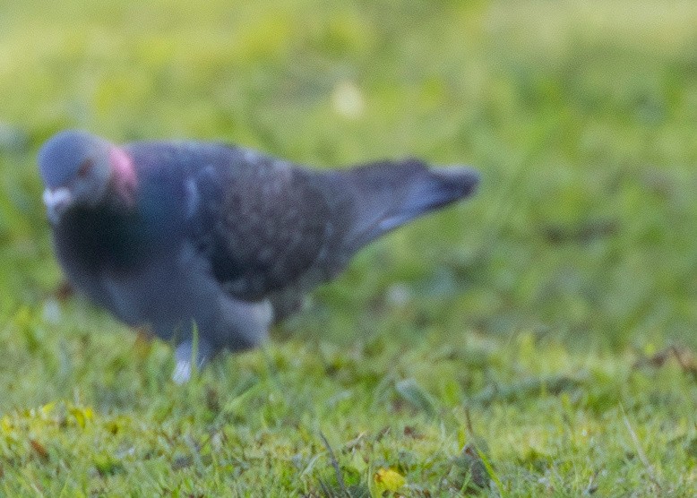 Rock Pigeon (Feral Pigeon) - Tony Hewitt