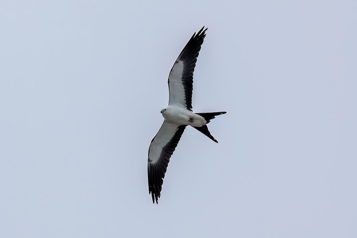 Swallow-tailed Kite - ML618107205