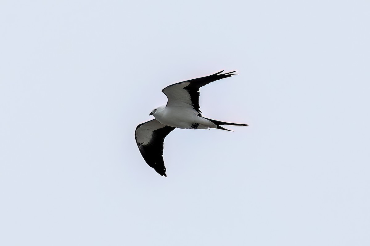 Swallow-tailed Kite - Erik Zilinek