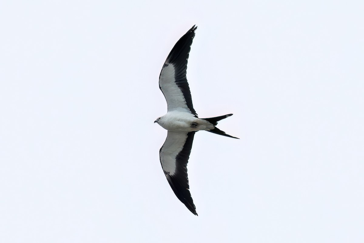 Swallow-tailed Kite - ML618107209