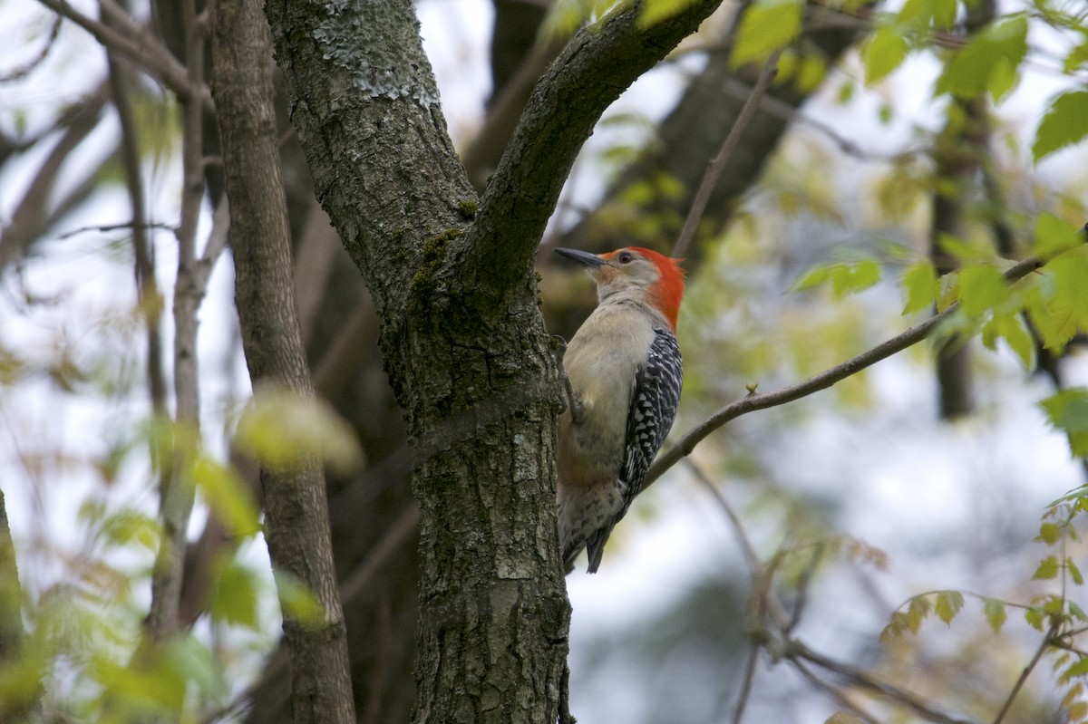 Red-bellied Woodpecker - Megan Johnson