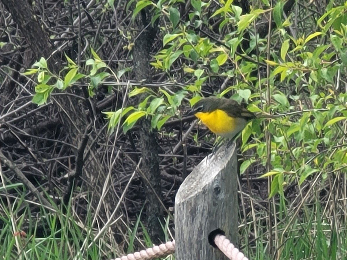Yellow-breasted Chat - ML618107217