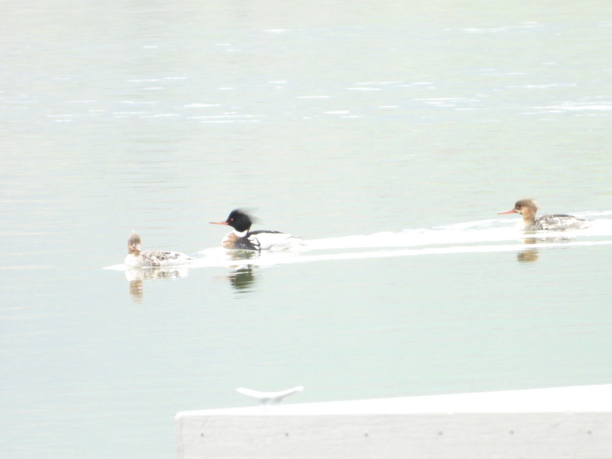 eBird Checklist 28 Apr 2024 Hyrum SP West End of Hyrum Reservoir