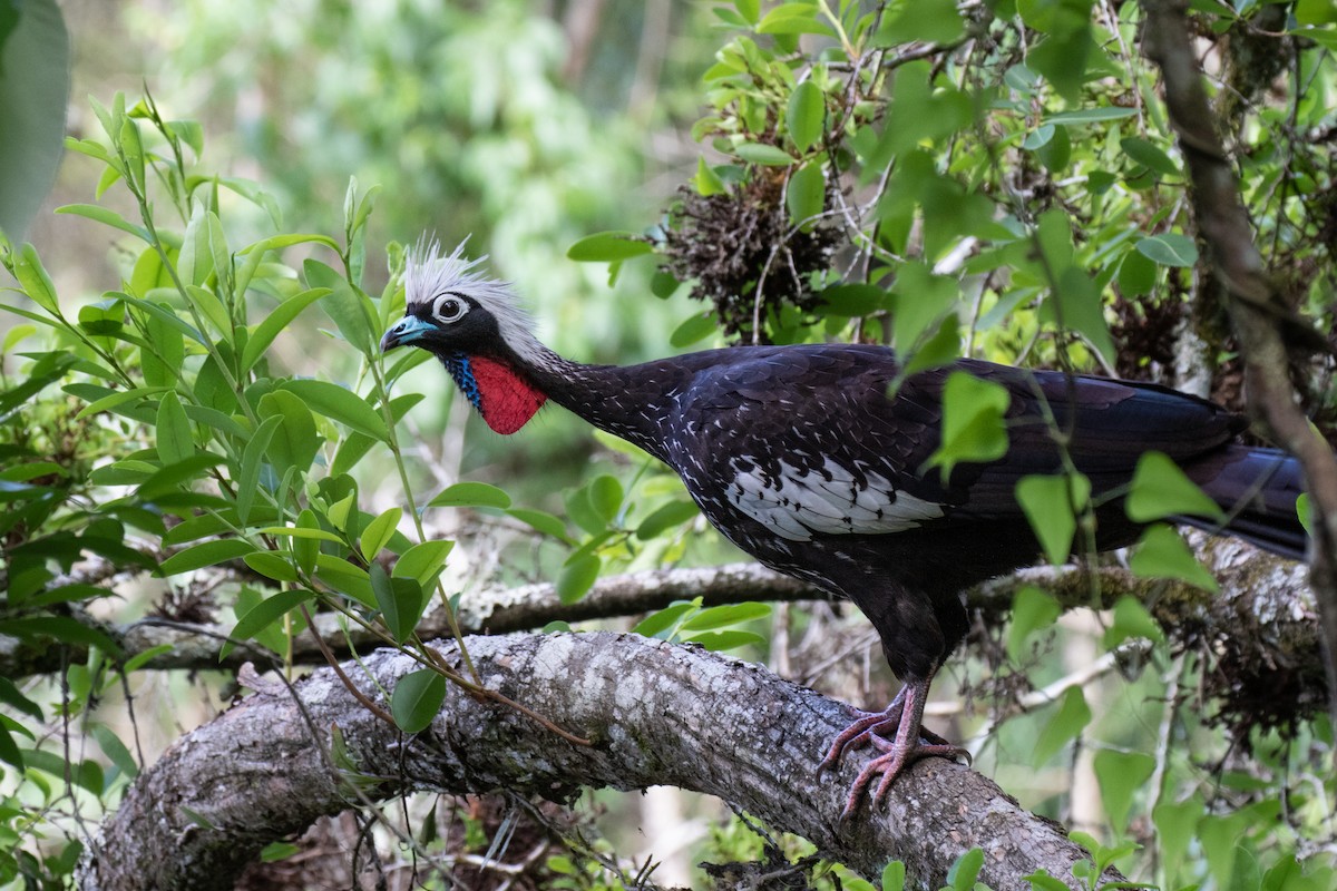 Black-fronted Piping-Guan - ML618107222