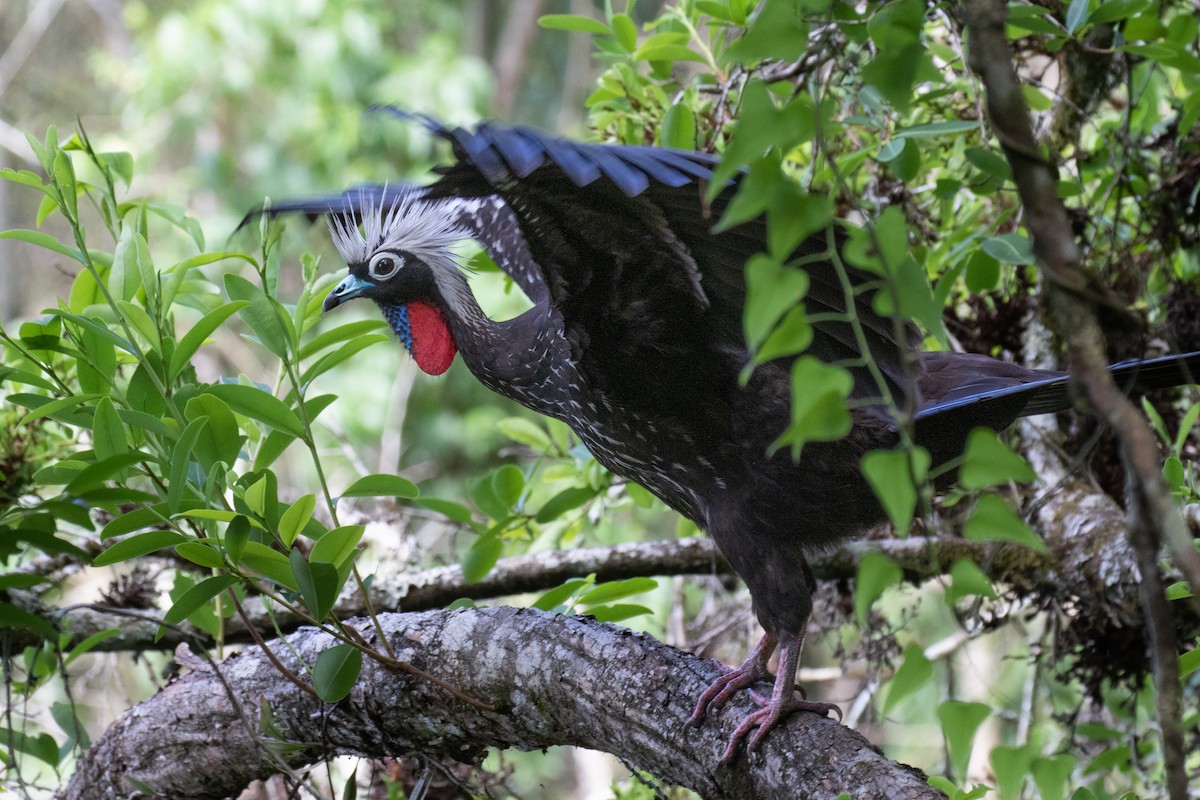 Black-fronted Piping-Guan - ML618107223