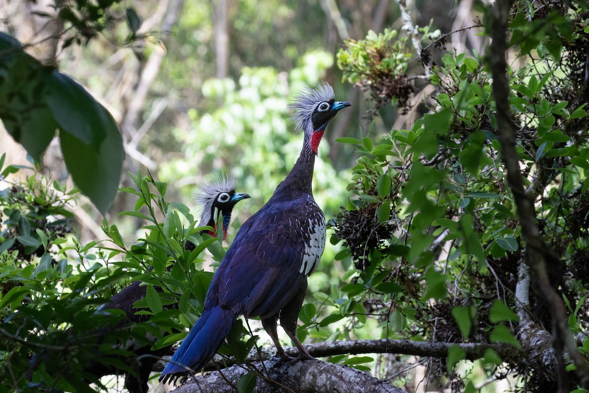 Black-fronted Piping-Guan - ML618107224